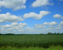 Corn Field and Sky